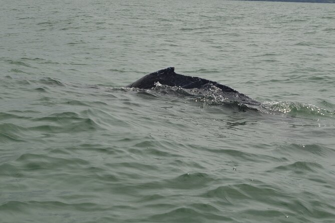 Day Trip – Whale Watching From Cali #Ecoliving - Best Time to Spot Whales