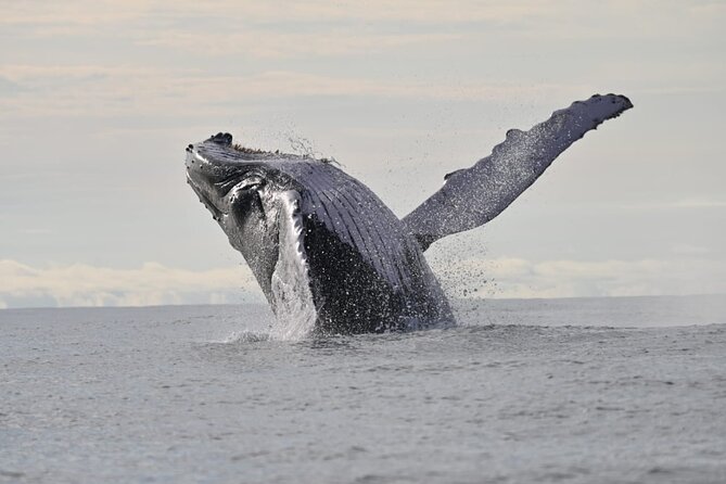 Day Trip – Whale Watching From Cali #Ecoliving - Departure Details and Guide Information