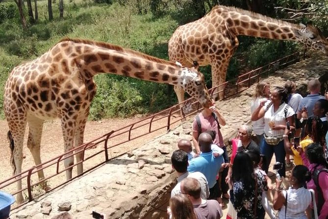 Day TripTour in Nairobi Inclusive of Free Hotel /Apartment Pickup - Customer Reviews