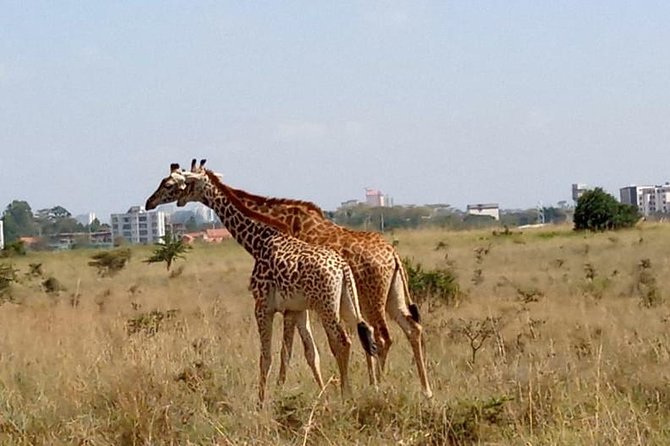 Day TripTour in Nairobi Inclusive of Free Hotel /Apartment Pickup - Secure Your Spot