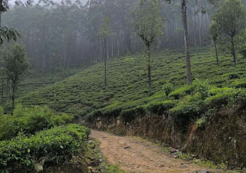 Dayagama: Pekoe Trail Stage 9 & 10 Guided Hike - An In-Depth Look at the Trekking Experience