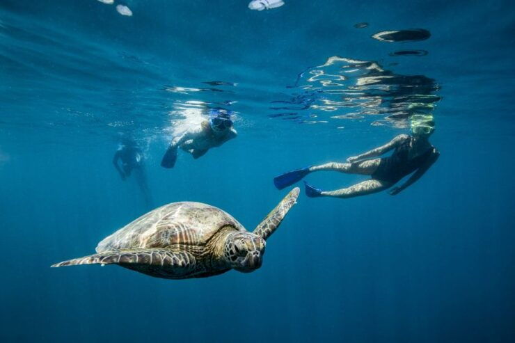 Daydream Island: Great Barrier Reef Adventure Cruise - Activity Details