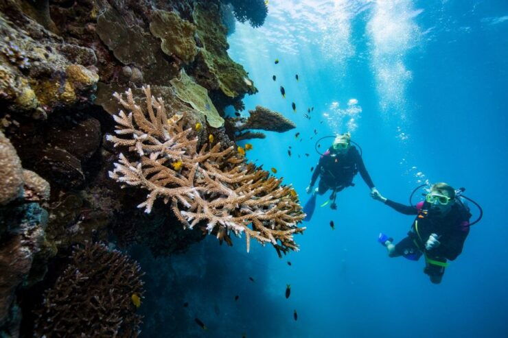 Daydream Island: Great Barrier Reef Adventure Cruise - Experience Highlights