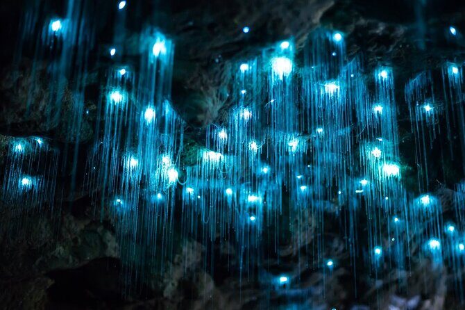 Daytime Scenic Rim Glow Worm Tour + Hop on Hop off Bus - Good To Know