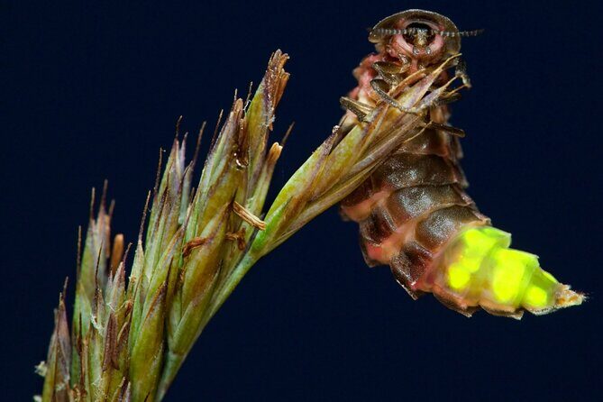 Daytime Scenic Rim Glow Worm Tour + Hop on Hop off Bus - Who Would Love This Tour?