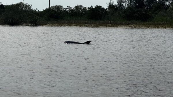 Daytona Beach: 2 Hour Coastal Discovery Boat Cruise - Frequently Asked Questions
