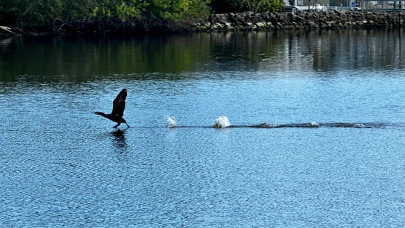 Daytona Beach: Coastal Discovery Cruise - An Overview of the Experience