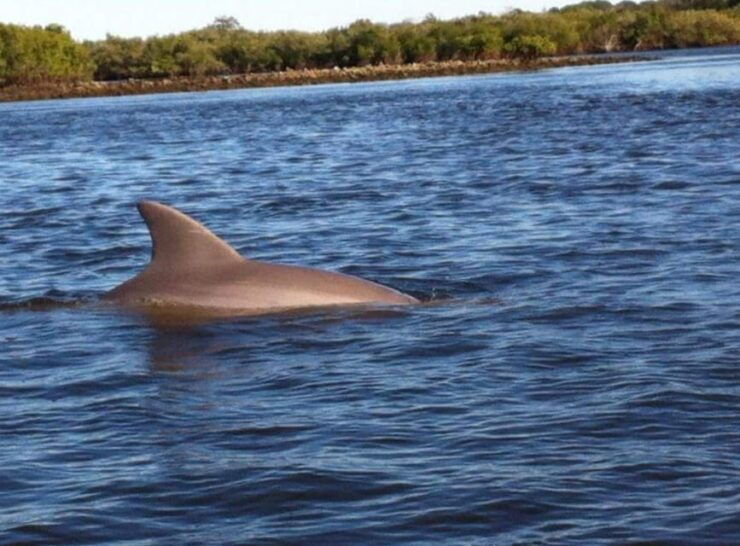 Daytona/New Smyrna Beach: Unforgettable Kayak Wildlife Tours - Good To Know