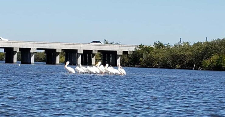Daytona/New Smyrna Beach: Unforgettable Kayak Wildlife Tours - Tour Experience and Highlights