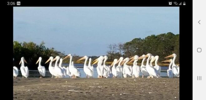 Daytona/New Smyrna Beach: Unforgettable Kayak Wildlife Tours - Meeting Point and Logistics