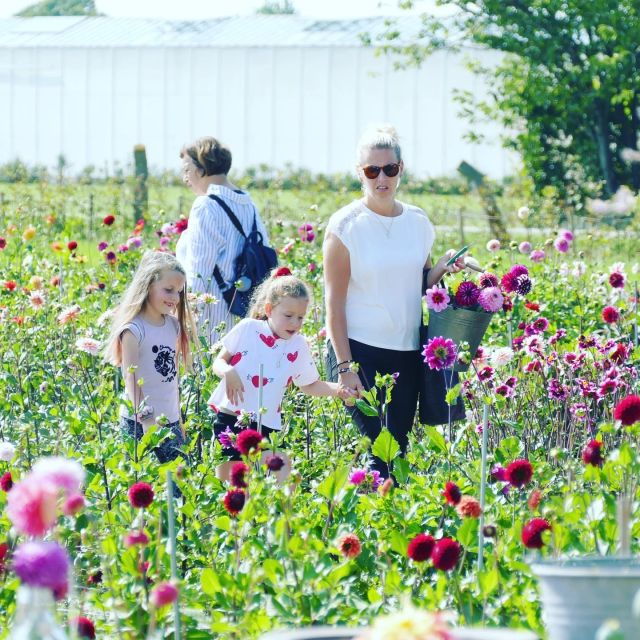 Daytour Keukenhof Castle Flower Garden and Flower Farm - Highlights