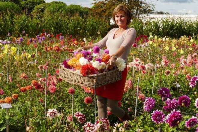Daytour Keukenhof Castle Flower Garden and Flower Farm - Flower Farm Visit