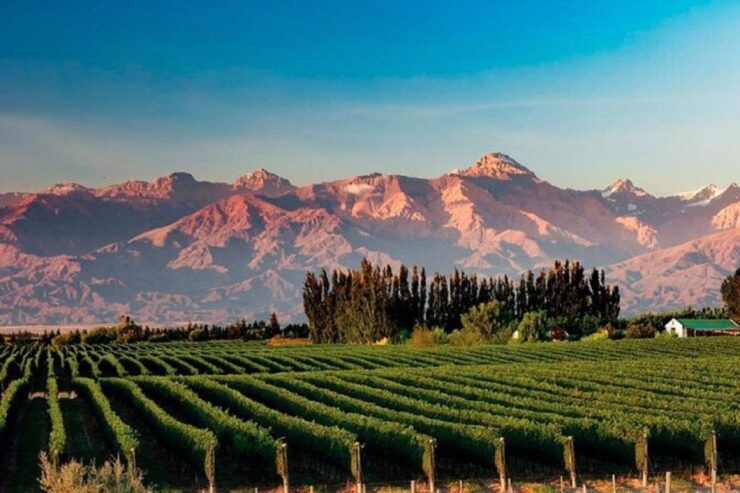 Daytour to Mendoza Wineries - Tour Highlights