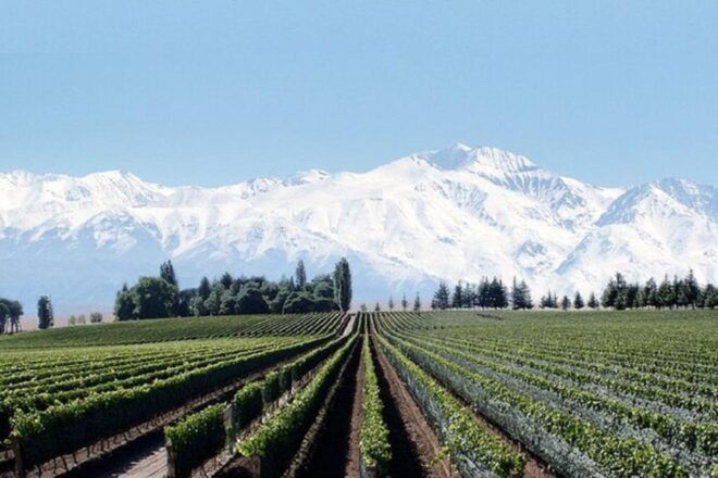 Daytour to Mendoza Wineries - Tour Duration and Guide Information