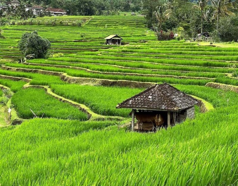 daytrip: sangeh monkey,jati luwih,yeh ho waterfalls - What’s Unique? Why Choose This Tour?