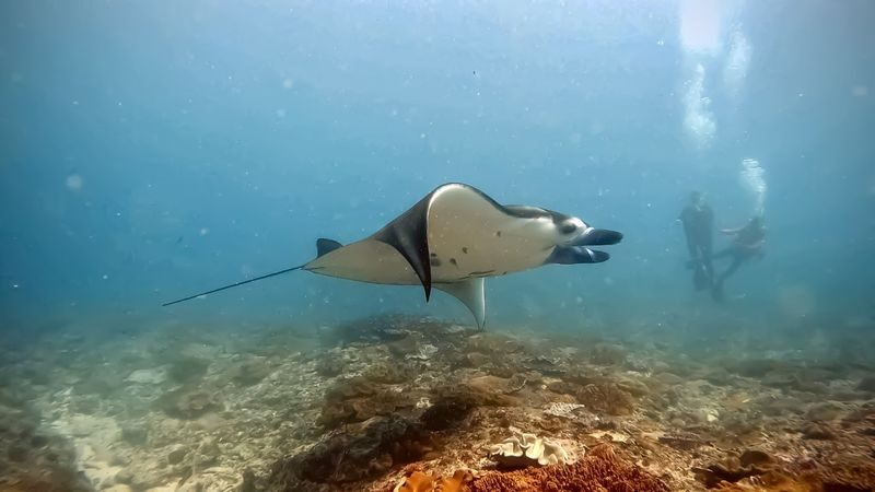 Daytrip Scuba Diving or Snorkeling to Nusa Penida - What the price includes, and what it does not