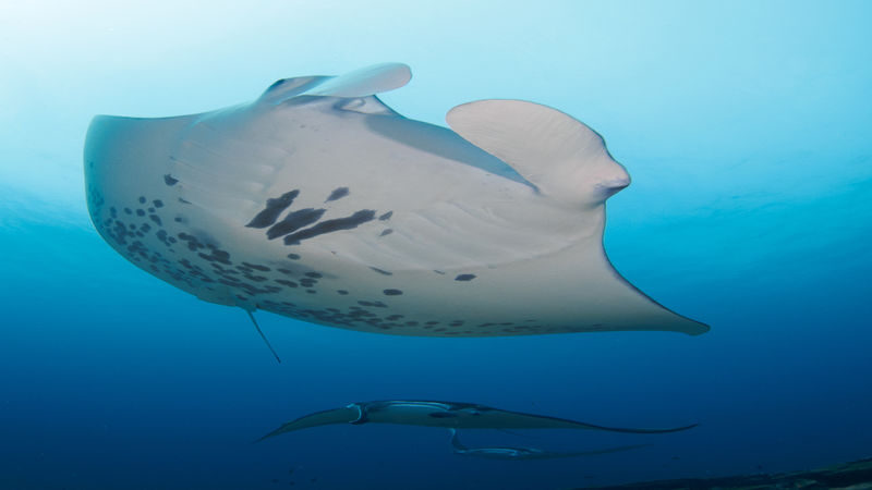 Daytrip Scuba Diving or Snorkeling to Nusa Penida - Who will get the most from this trip?