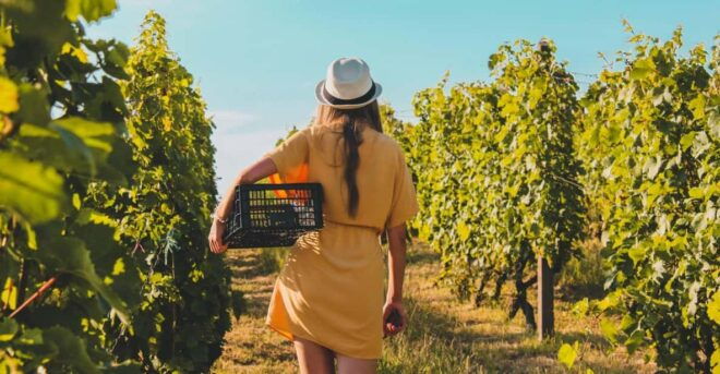 Daytrip:Gerovassiliou Winery,Petralona Cave & Potidea Beach - Booking Process