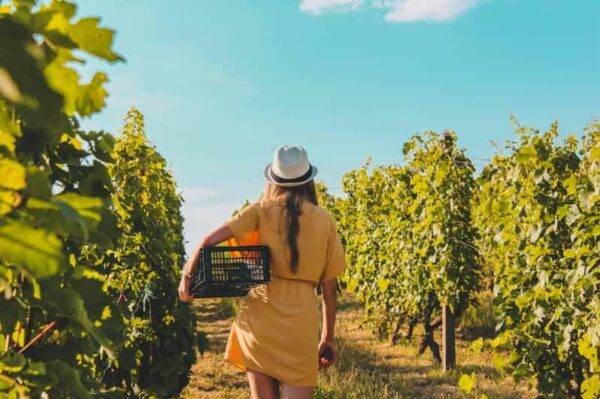 Daytrip:Gerovassiliou Winery,Petralona Cave & Potidea Beach - Tips for a Great Experience