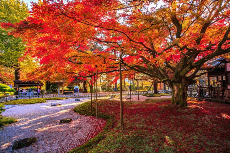 Dazaifu Tenmangu & Yanagawa Full-Day Boat Tour - Who should book this day trip?