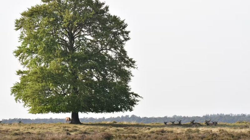 De Hoge Veluwe National Park ticket in Otterlo - Going underground at the Museonder