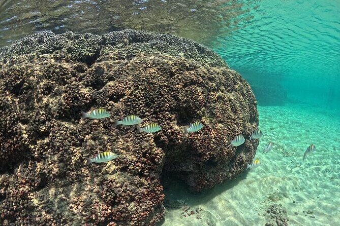 DE Huatulco Secret Reefs Snorkeling Tour DE Huatulco - Good To Know