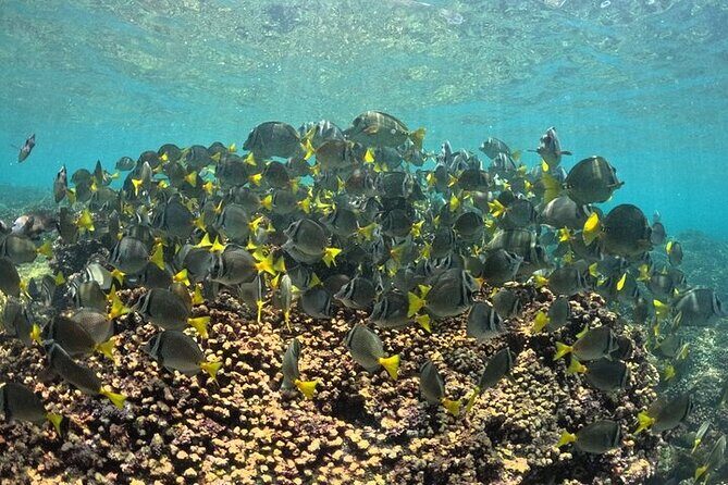 DE Huatulco Secret Reefs Snorkeling Tour DE Huatulco - Why Choose This Tour?