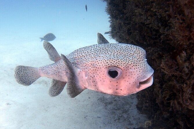 DE Huatulco Secret Reefs Snorkeling Tour DE Huatulco - FAQ