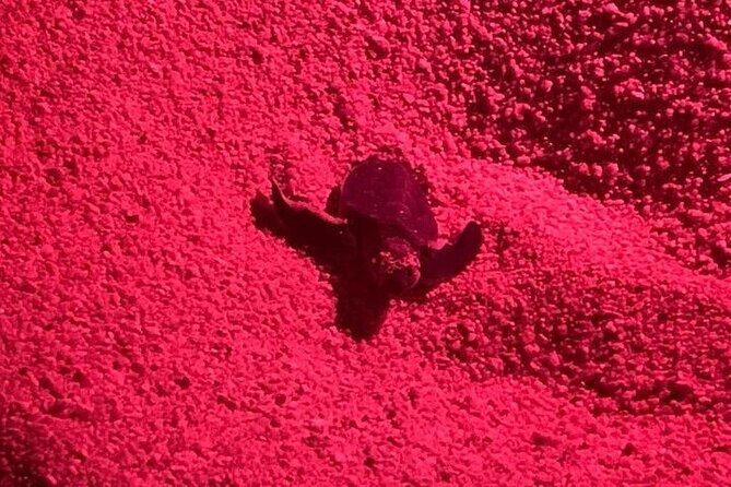 DE rismo and Night Monitoring of Sea Turtles - Final Thoughts