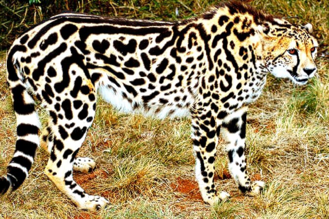 De-Wildt Cheetah Tour - Photos and Reviews