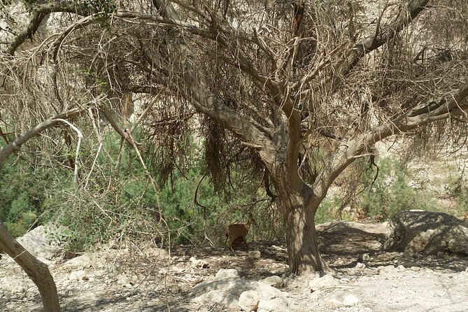 Dead Sea, Masada and Judean Desert Private Tour - Cancellation Policy Details