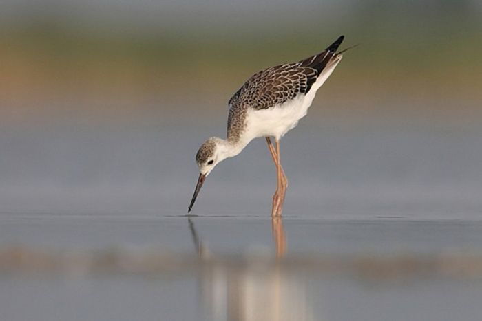 Debrecen and Hortobágy Park: Day Tour From Budapest - Experience Itinerary