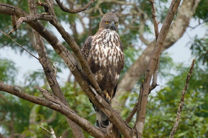 Dediyagala Village Tour(from Galle, Mirissa, Ahangama, Matara) - FAQ