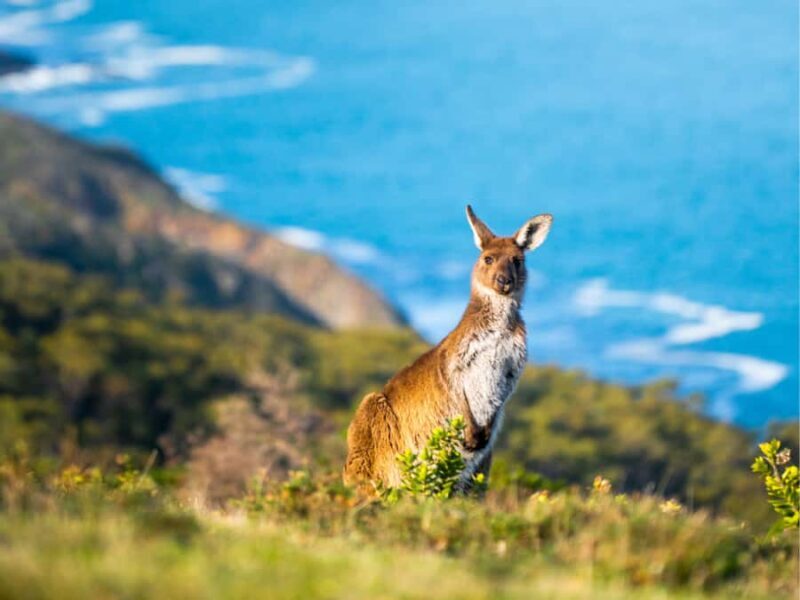 Deep Creek National Park: 4WD Adventure and Native Food Tour - Good To Know