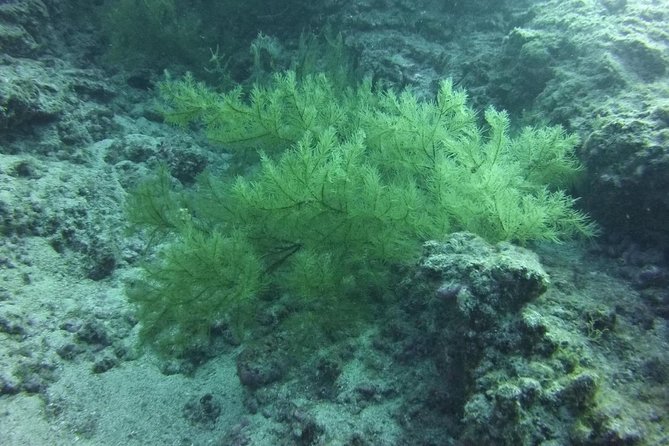 DEEP DIVING SPECIALITY - Discover a New World up to 40m Depth ! - Exploring the Underwater Landscape