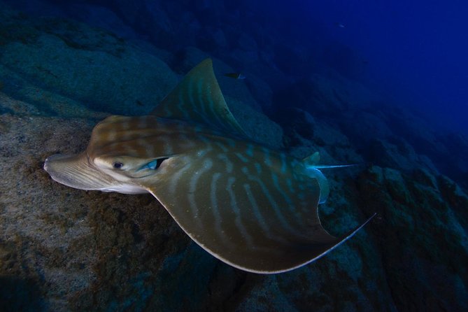 DEEP DIVING SPECIALITY - Discover a New World up to 40m Depth ! - Unveiling Marine Life at 40m Depth