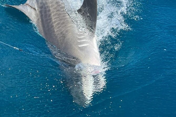 Deep Sea Fishing Charters in Fort Lauderdale Aboard 52 Hatteras - Experience and Activities