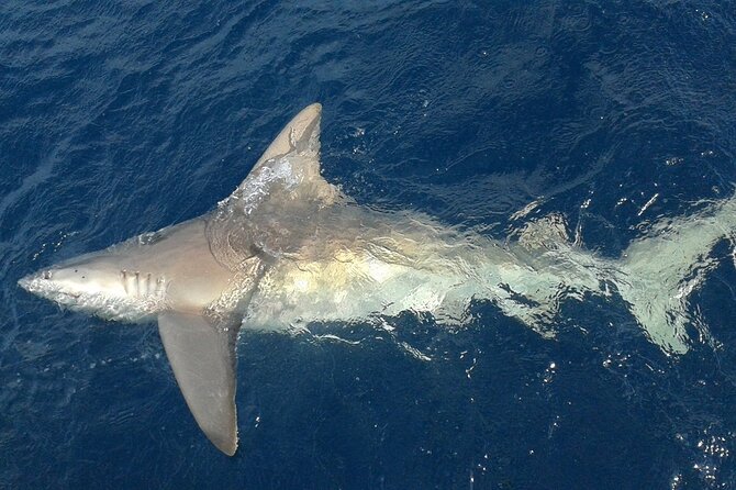 Deep Sea Fishing Charters in Fort Lauderdale Aboard 52 Hatteras - Common Questions