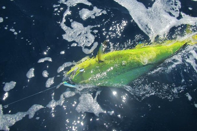 Deep Sea Fishing for 5 Hours From Cabo San Lucas - The Sum Up