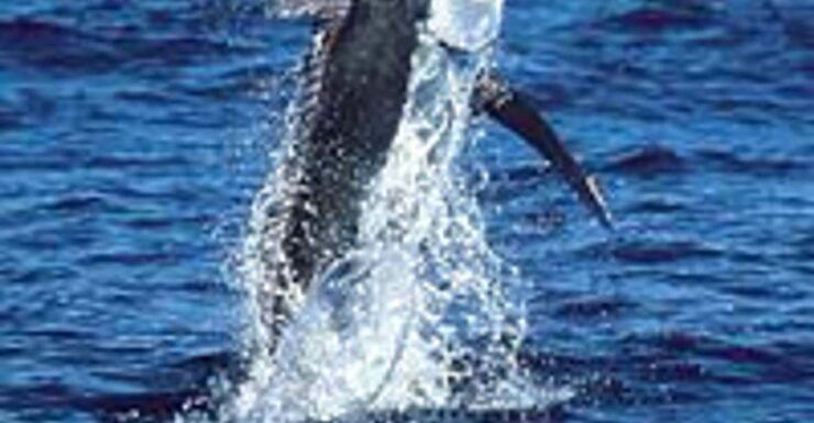 Deep Sea Sport Fishing in Acapulco - Good To Know
