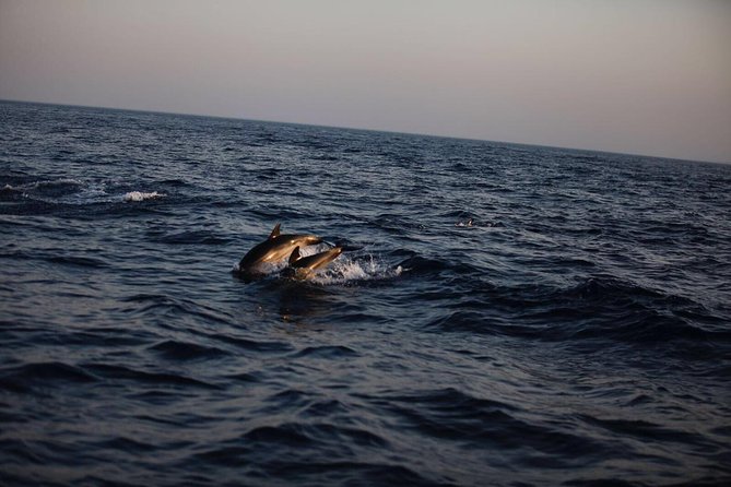 Delfini Tour Taormina Translates to "Dolphins Tour Taormina" in English. - Tour Highlights