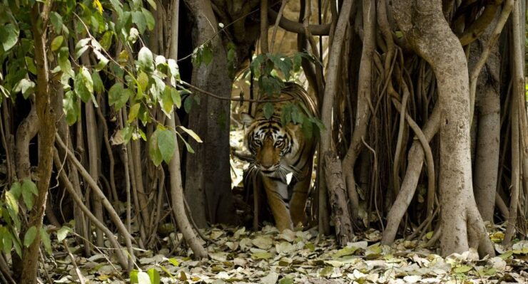 Delhi: 3-Day Trip to Ranthambore National Park With Safari - Activity Details