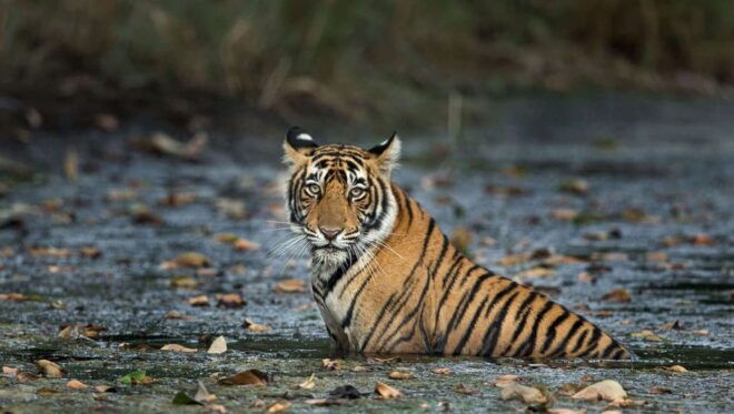 Delhi: 3-Day Trip to Ranthambore National Park With Safari - Booking Details