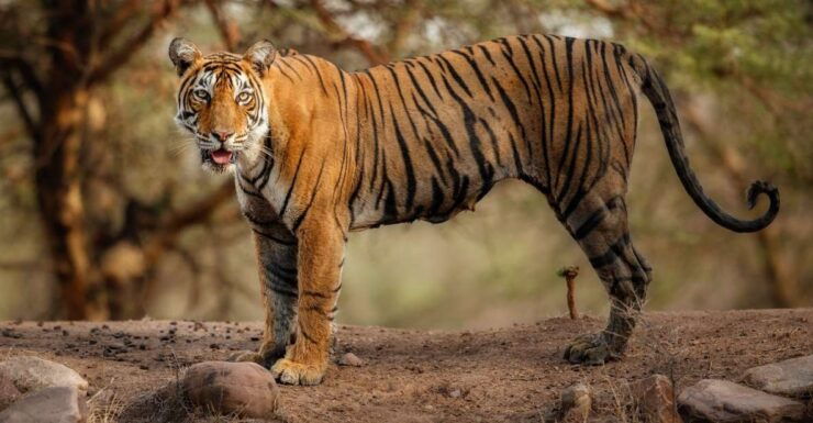 Delhi: 3-Day Trip to Ranthambore National Park With Safari - Activity Details