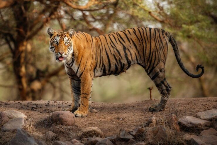 Delhi: 3-Day Trip to Ranthambore National Park With Safari - Experience