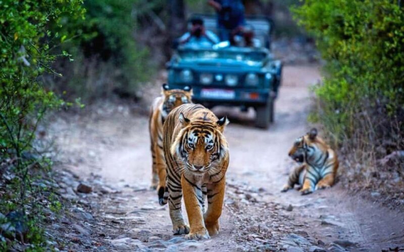 Delhi: 4Day Golden Triangle with Ranthambore (5 Star Hotels) - Good To Know