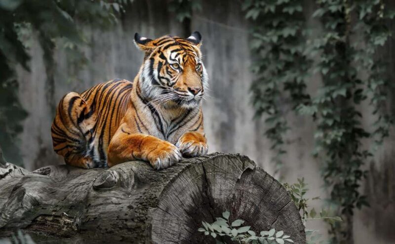 Delhi: 4Day Golden Triangle with Ranthambore (5 Star Hotels) - FAQs