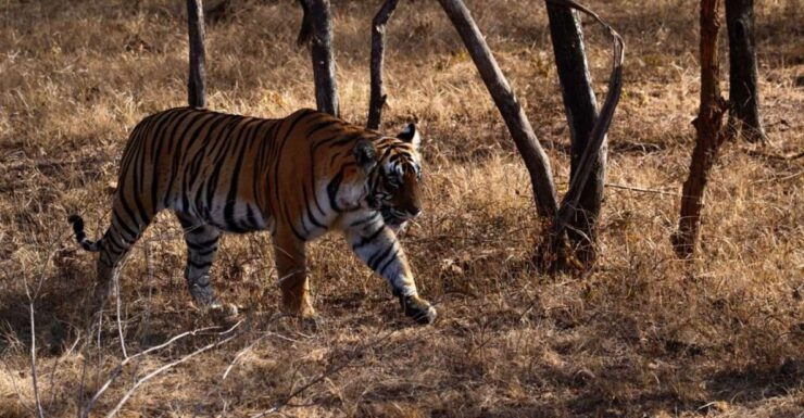 Delhi: 7 Days Golden Triangle With Ranthambore & Varanasi - Tour Details