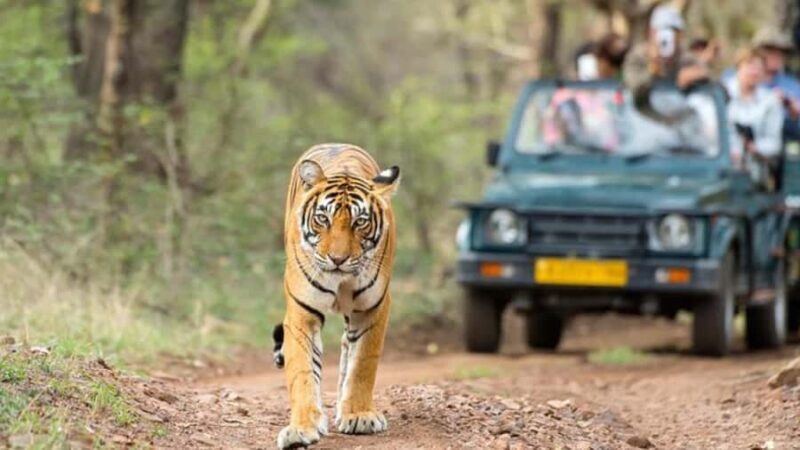 Delhi: 7 Days Golden Triangle with Tiger safari & Varanasi - Practical Details: What You Need to Know