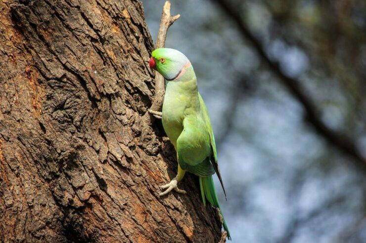 Delhi Agra Fatehpur Sikri Bharatpur Bird Sanctuary - Tour Details